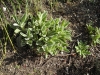 Duftpelargonien