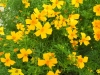 Gewurztagetes3