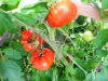 Tomaten