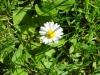 Gänseblümchen