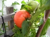 Tomate