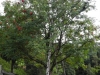 Vogelbeere oder Eberesche (Sorbus aucuparia)