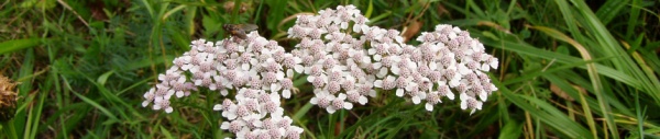 Schafgarbe (Achillea millefolium) 