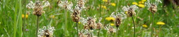 Spitzwegerich (Plantago lanceolata)