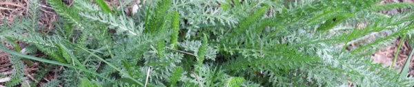 Gewöhnliche Schafgarbe (Achillea millefolium)