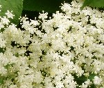 schwarzer Holunder (Sambucus nigra)