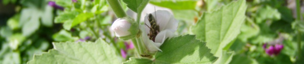 Echter Eibisch (Althaea officinalis) 