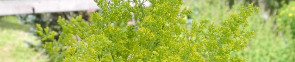 Echte Labkraut (Galium verum), 