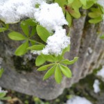 Waldmeister (Galium odoratum)