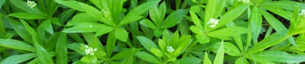 Waldmeister (Galium odoratum) 