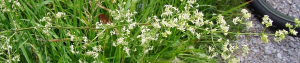 Wiesen-Labkraut (Galium mollugo)