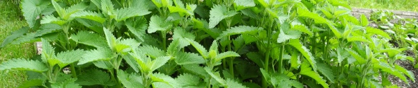 weiße Melisse Nepeta cataria ssp. citriodora