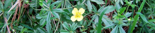 Blutwurz (Potentilla erecta), 