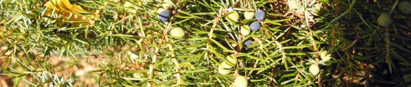 Wacholder (Juniperus)