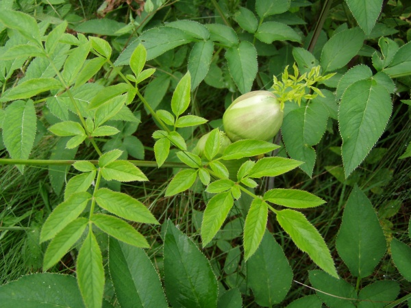 Echte Engelwurz (Angelica archangelica)