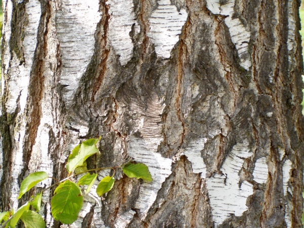 Birken (Betula) 