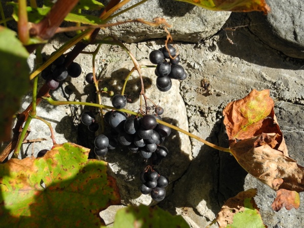 blaue Weintrauben aus eigenen Garten