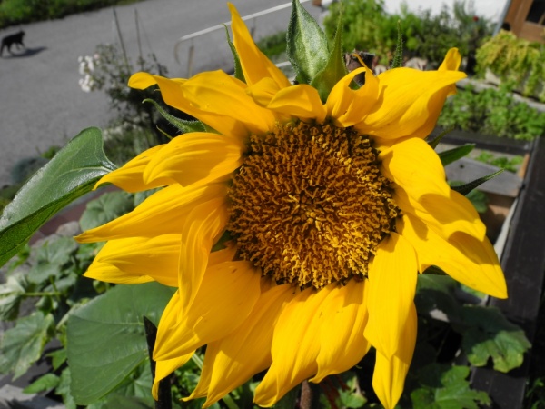 Sonnenblume (Helianthus annuus)