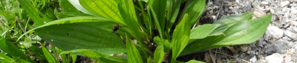 Spitzwegerich (Plantago lanceolata)