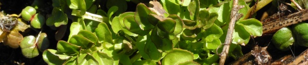 Brunnenkresse (Nasturtium officinale)