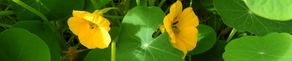 Kapuzinerkresse (Tropaeolum majus)