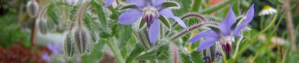 Boretsch (Borago officinalis)