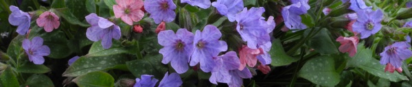 Echtes Lungenkraut (Pulmonaria officinalis)