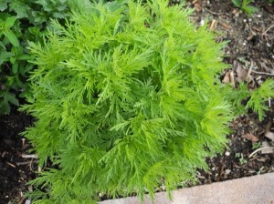 Eberraute (Artemisia abrotanum) im April