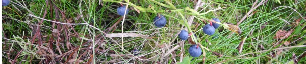 Heidelbeere (Vaccinium myrtillus)