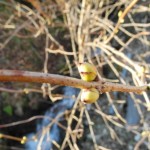 rote Holunder (Sambucus racemosa)