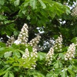 Rosskastanie (Aesculus)