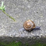 Wirtelschnecke