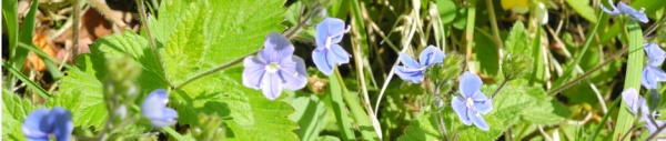 Gamander Ehrenpreis (Veronica chamaedrys)