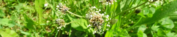 Spitzwegerich (Plantago lanceolata)