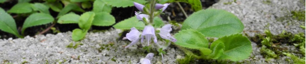 Echter Ehrenpreis (Veronica officinalis)