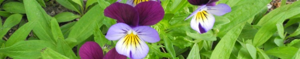 wildes Stiefmütterchen (Viola tricolor)