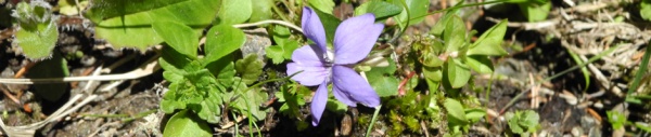 Veilchen (Viola odorata)